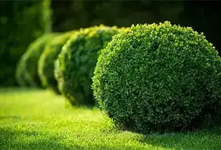 Bushes And Shrubs